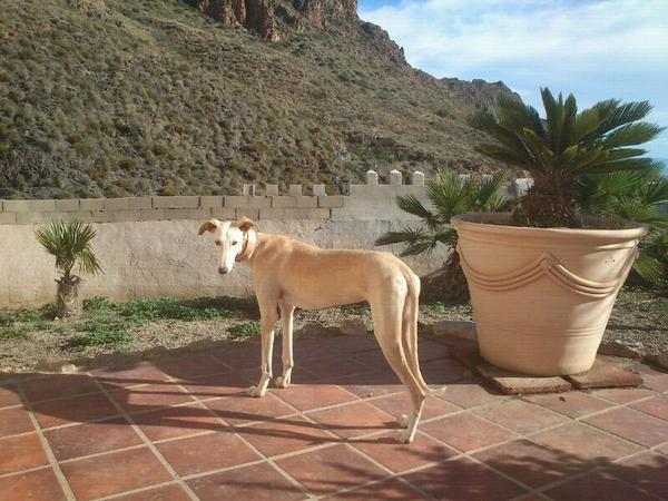 Galguita OLIVIA aus Lorca sucht ... 12454523dc