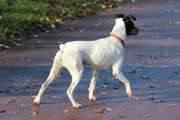 Ratonero Bodeguero Andaluz RAYO ARAMIS aus Lorca sucht ... 12461815es