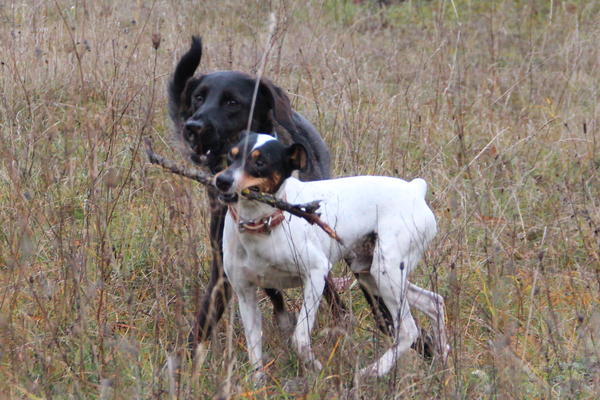 Ratonero Bodeguero Andaluz RAYO ARAMIS aus Lorca sucht ... 12476615rj