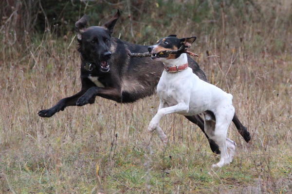 Ratonero Bodeguero Andaluz RAYO ARAMIS aus Lorca sucht ... 12476617ua