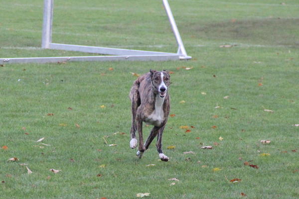 Galgo SIRIUS aus San Anton sucht ... - Seite 3 12522263zq