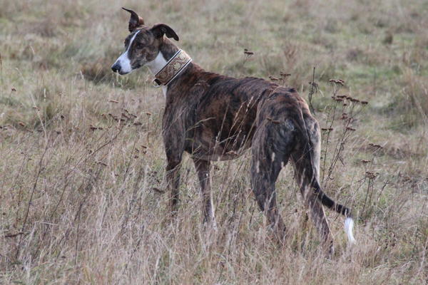 Galgo SIRIUS aus San Anton sucht ... - Seite 3 12522271kk