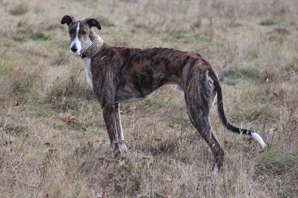 Galgo SIRIUS aus San Anton sucht ... - Seite 3 12522272wc