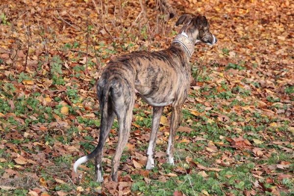 Galgo SIRIUS aus San Anton sucht ... - Seite 3 12522281rv