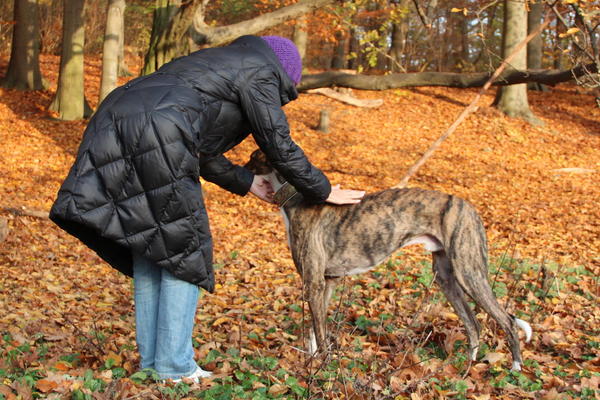 Galgo SIRIUS aus San Anton sucht ... - Seite 3 12522284ye