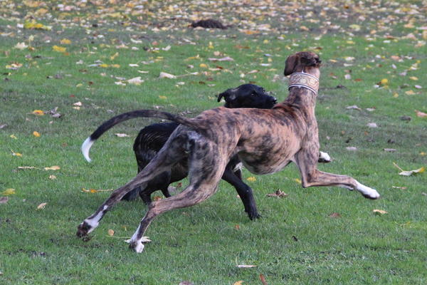 Galgo SIRIUS aus San Anton sucht ... - Seite 3 12522286gm