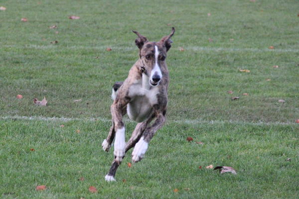 Galgo SIRIUS aus San Anton sucht ... - Seite 3 12522290bg