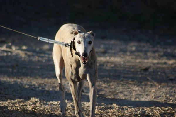 Galga SARA aus Murcia sucht ... 12556164hk