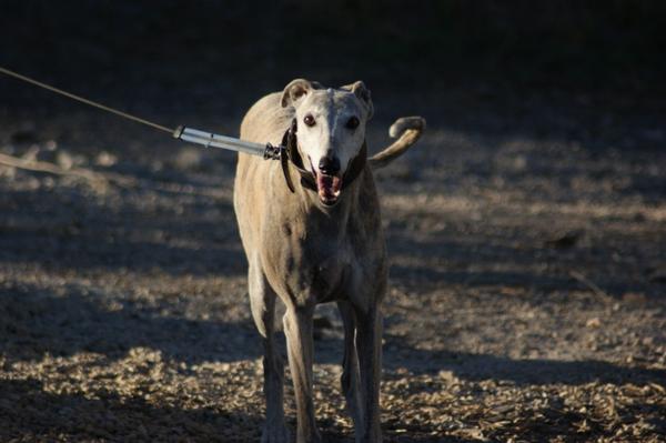 Galga SARA aus Murcia sucht ... 12556165xi