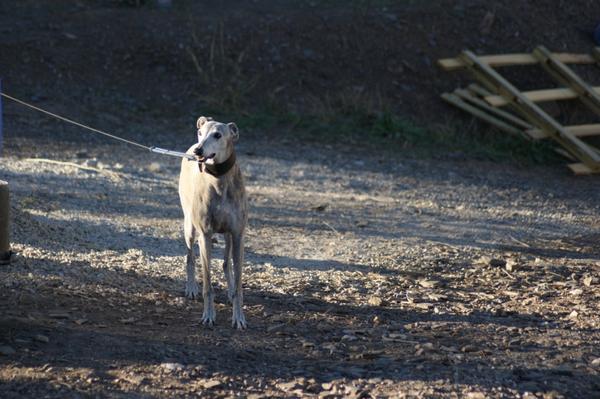 Galga SARA aus Murcia sucht ... 12556167ry