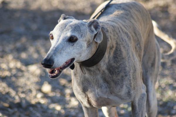 Galga SARA aus Murcia sucht ... 12556168ot