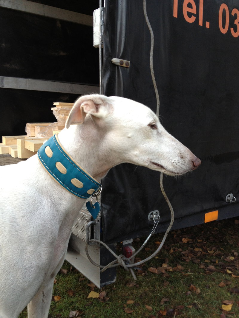 Galgo DAMASO aus Valencia sucht ... - Seite 3 12590739ka