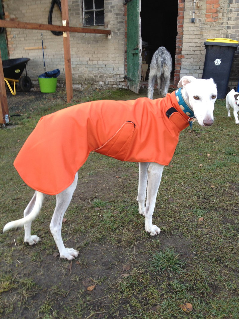 Galgo DAMASO aus Valencia sucht ... - Seite 3 12590740qp