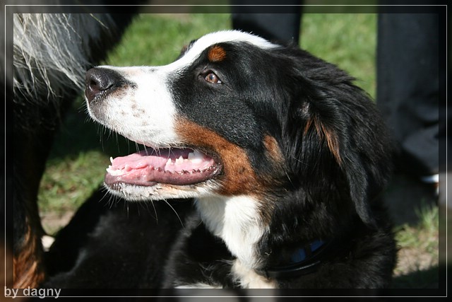 2tes berner sennenhund treffen 1260854