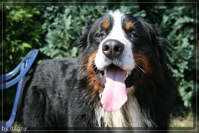 2tes berner sennenhund treffen 1260855