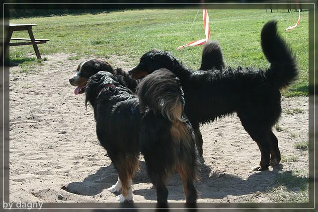 2tes berner sennenhund treffen 1260856