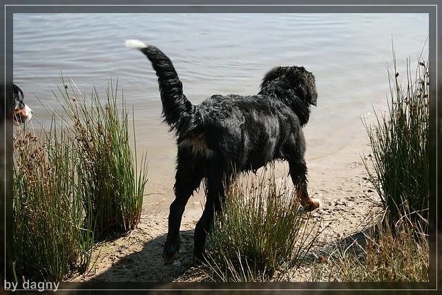 2tes berner sennenhund treffen 1260857