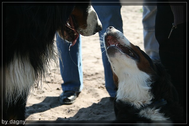 2tes berner sennenhund treffen 1260858