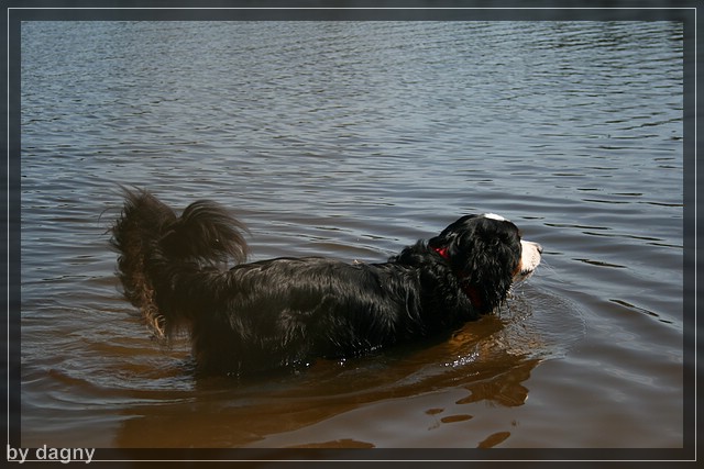 2tes berner sennenhund treffen 1260859