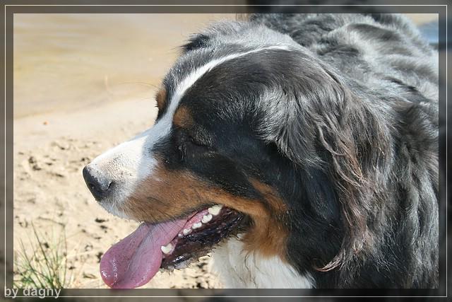 2tes berner sennenhund treffen 1260860