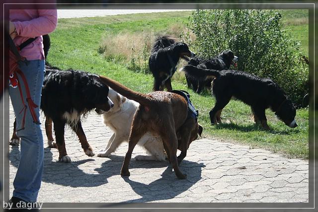 2tes berner sennenhund treffen 1260862