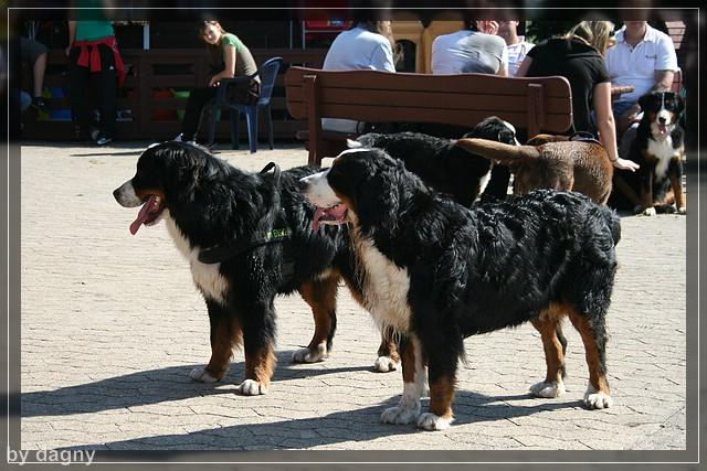 2tes berner sennenhund treffen 1260863