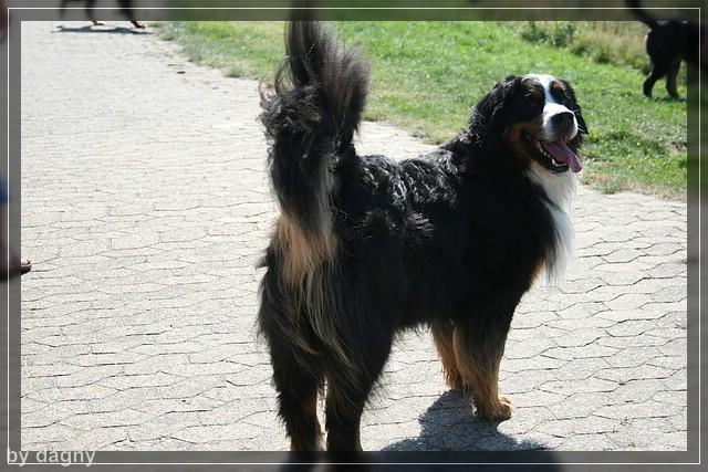 2tes berner sennenhund treffen 1260884