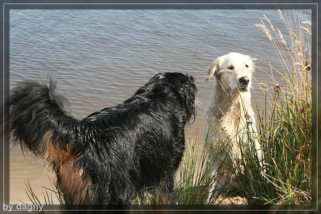 2tes berner sennenhund treffen 1260888