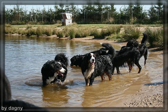 2tes berner sennenhund treffen 1260890