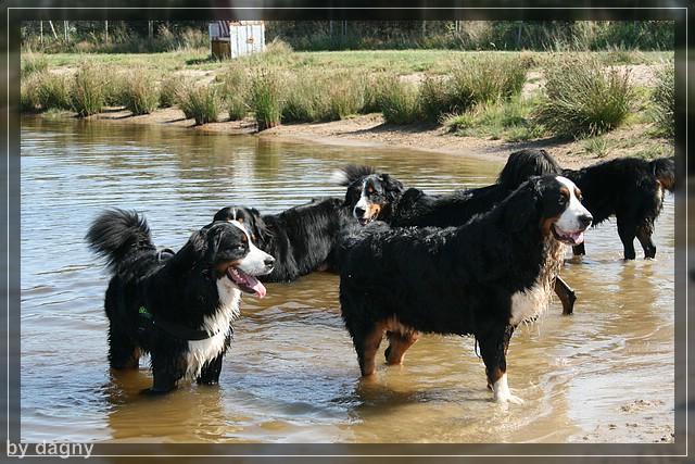 2tes berner sennenhund treffen 1260893