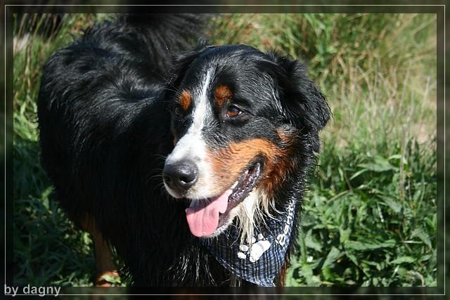 2tes berner sennenhund treffen 1260899