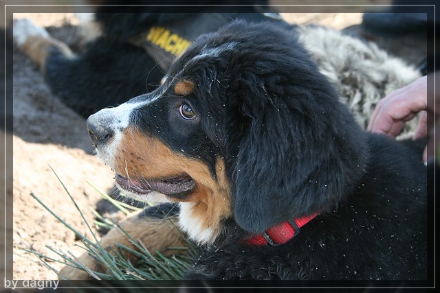 2tes berner sennenhund treffen 1260901