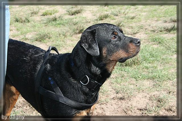 2tes berner sennenhund treffen 1260903