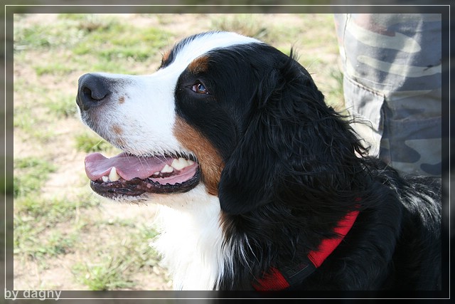 2tes berner sennenhund treffen 1260905