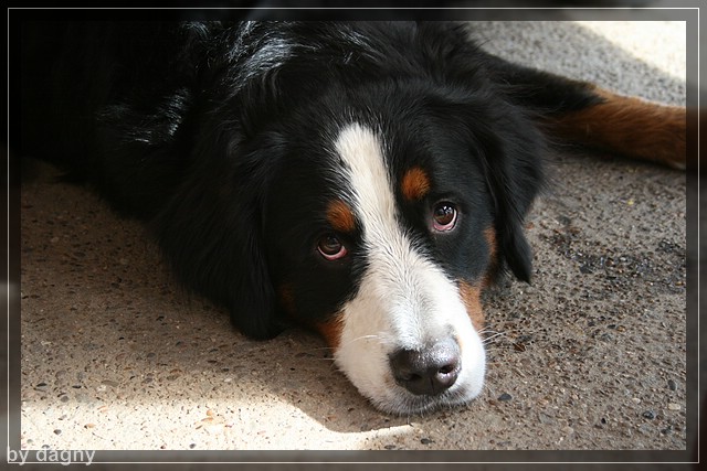 2tes berner sennenhund treffen 1260918