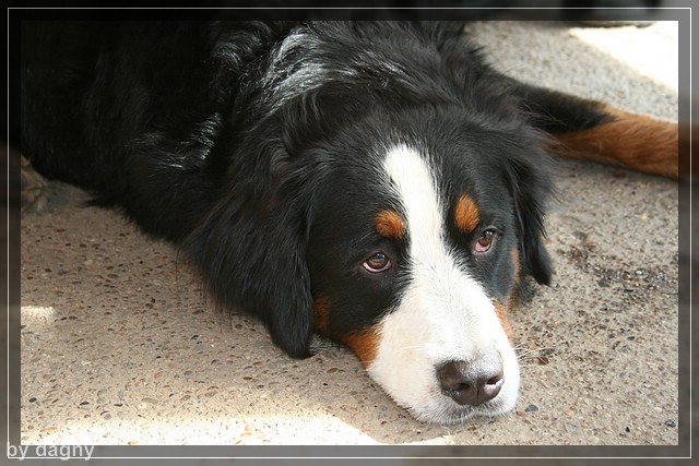 2tes berner sennenhund treffen 1260919