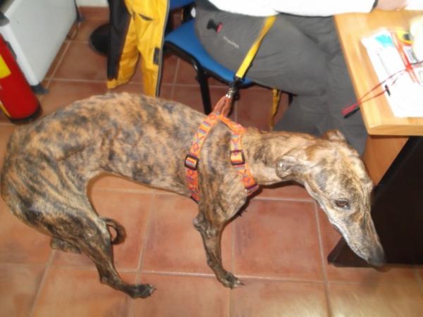 Galga SABA aus Gesser sucht ... 12623383nc