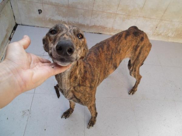 Galga SABA aus Gesser sucht ... 12623386bm