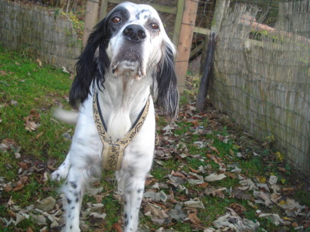 Minni ist da, liebe Englisch Setter Dame 7 Jahre alt -vermittelt- 12672838it