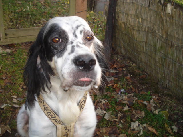 Minni ist da, liebe Englisch Setter Dame 7 Jahre alt -vermittelt- 12672839sc