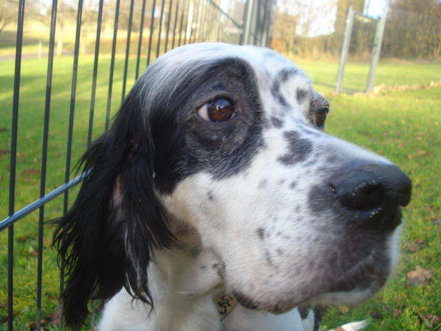 Minni ist da, liebe Englisch Setter Dame 7 Jahre alt -vermittelt- 12672842sl