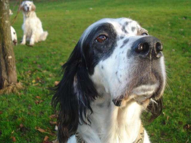 Minni ist da, liebe Englisch Setter Dame 7 Jahre alt -vermittelt- 12672877ga