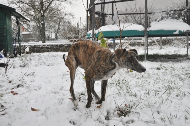 Galgo ROMEO aus Alhama de Murcia sucht ... - Seite 3 12680969yt