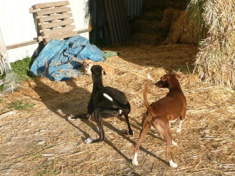 Galga LILOU aus Aledo sucht ... 12766206ck