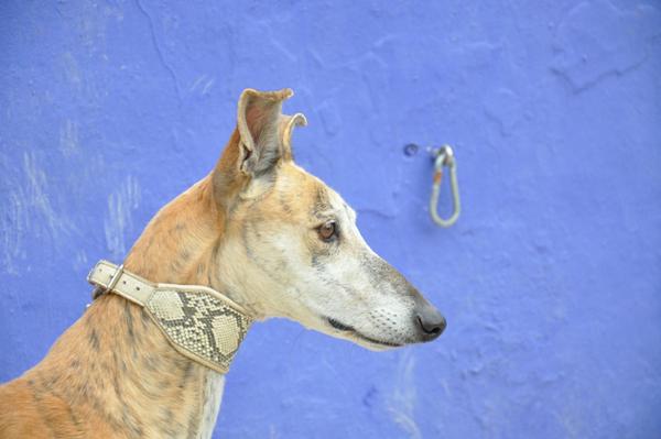 Galgo TESORO aus San Anton sucht ... 12786515av