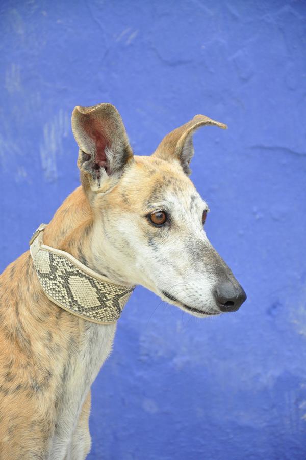 Galgo TESORO aus San Anton sucht ... 12786517sa