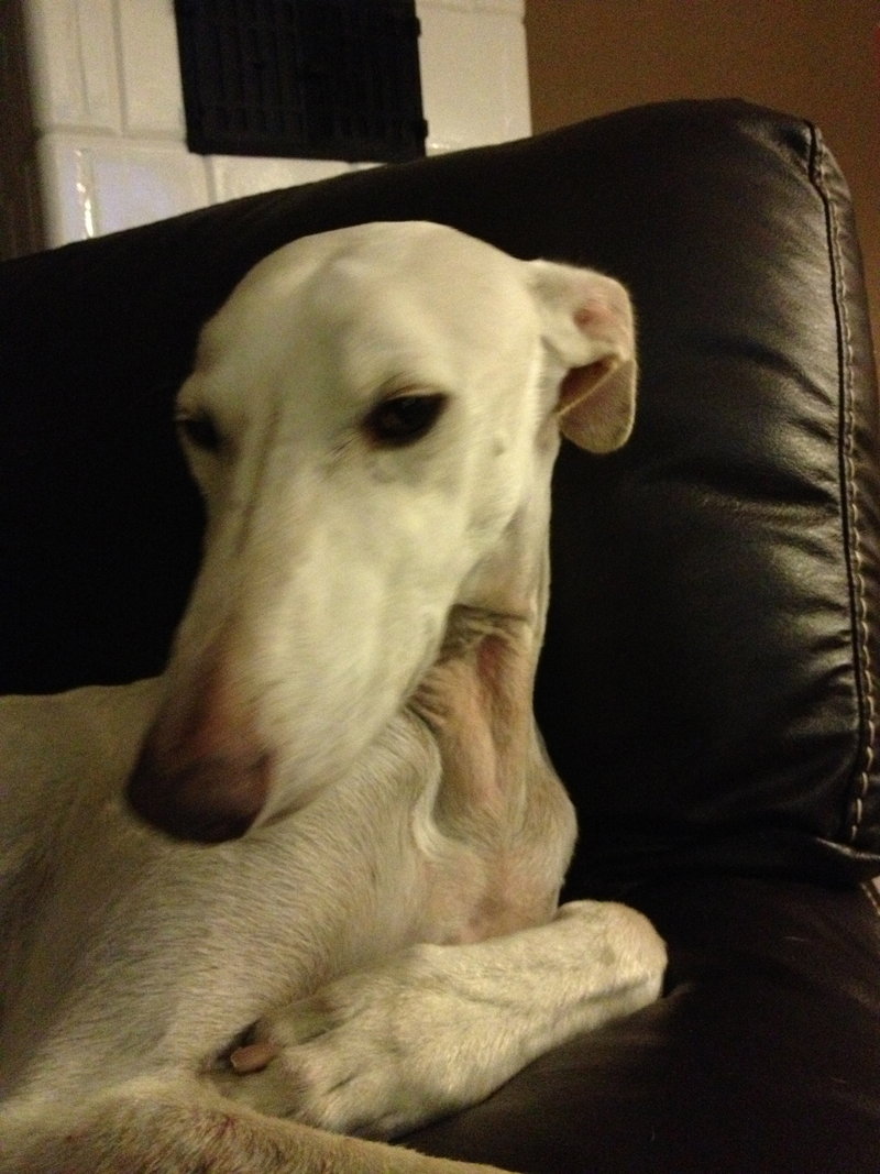 Galgo DAMASO aus Valencia sucht ... - Seite 3 12849782hk