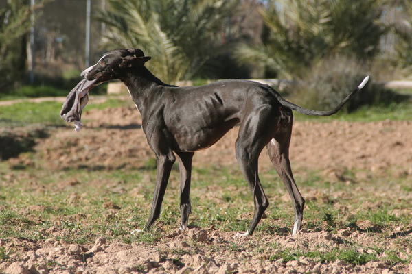 Galga LILOU aus Aledo sucht ... 12947622ik