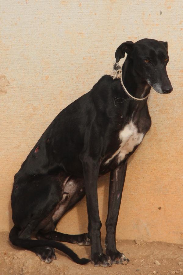 Galgo MERLIN aus Socuellamos sucht ... 12957309kl