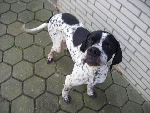 Manos - Traumpointer sucht ein traumhaftes Zuhause 12963870jg